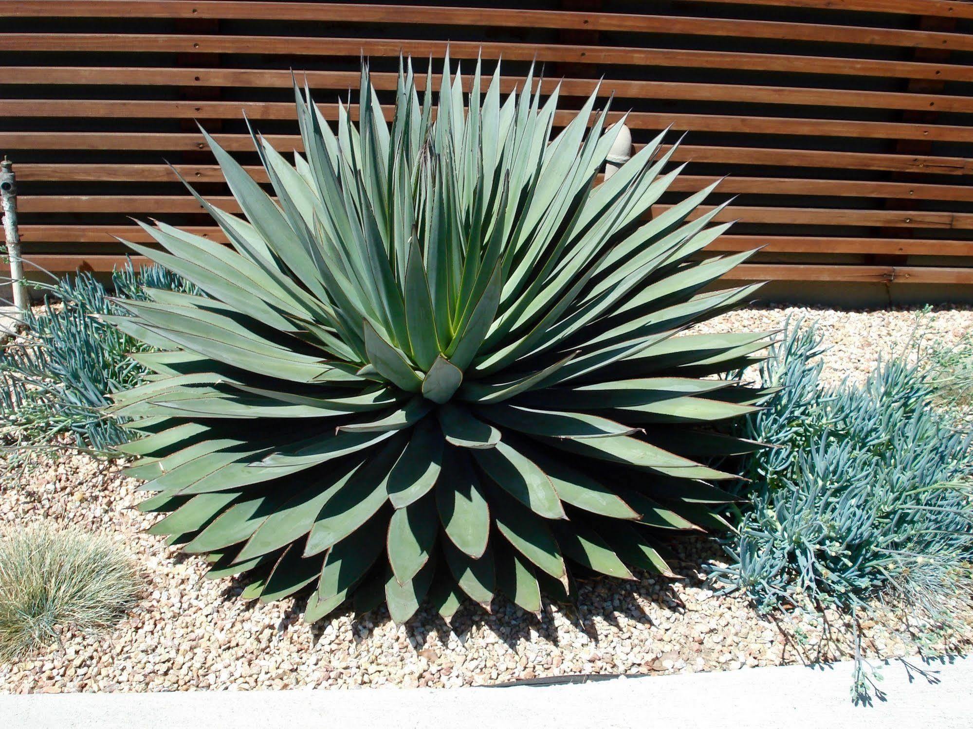 Agave Inn Santa Barbara Eksteriør billede